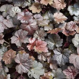 Heuchera micrantha var. diversifolia 'Palace Purple' ---